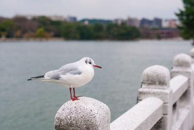 Close-up of seagull perching on wooden post