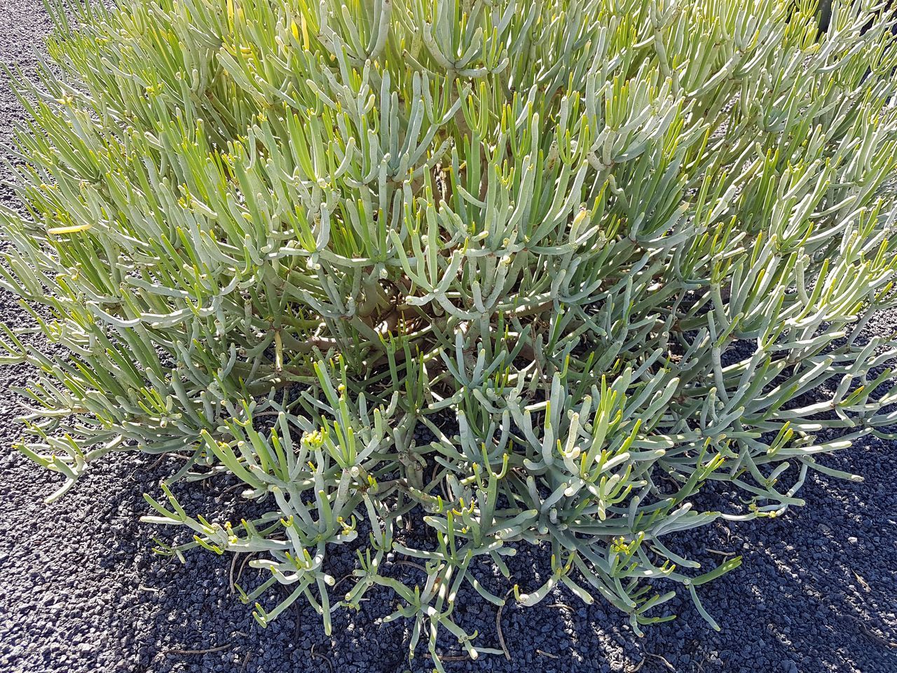 HIGH ANGLE VIEW OF SUCCULENT PLANTS GROWING ON FIELD