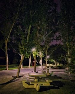 Trees at night