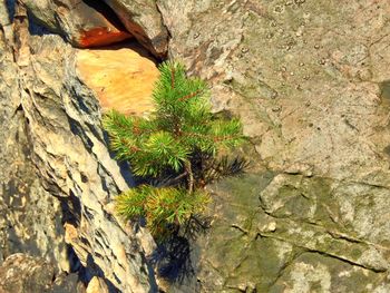 Close-up of moss growing on tree trunk