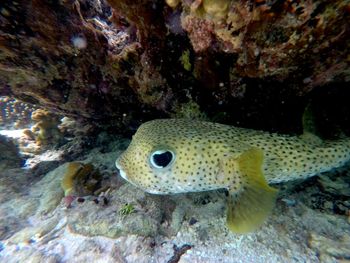 Fish swimming in sea