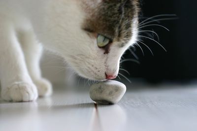 Close-up of cat sniffing stone