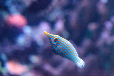 Close-up of fish swimming in tank at aquarium