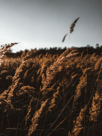 Close-up of wheat growing on field against sky