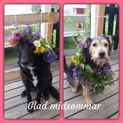 domestic animals