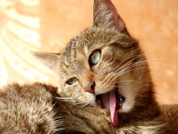 Close-up of cat licking fur at home