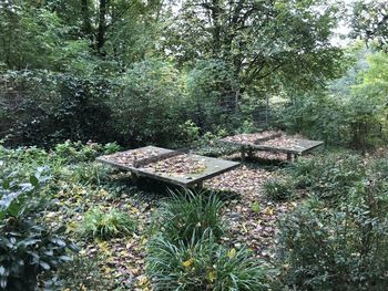 Plants and trees on field in forest