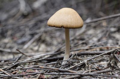 Close-up of mushrooms growing in forest