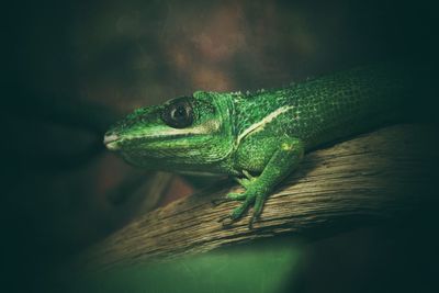 Close-up of lizard