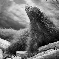 Bear cat on wood in forest