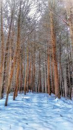 Frozen trees in forest during winter