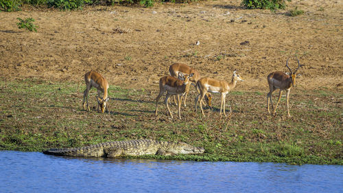 Flock of sheep drinking water in a lake