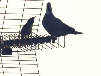 Low angle view of birds perching on metal against sky