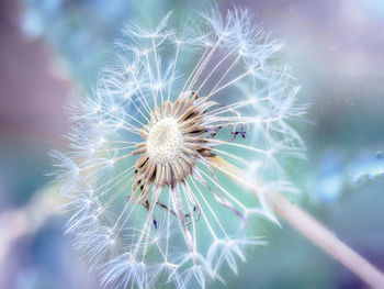 Close-up of dandelion on plant