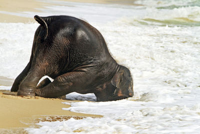 Close-up of elephant in water