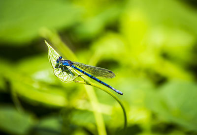 Close-up of damselfly on plant