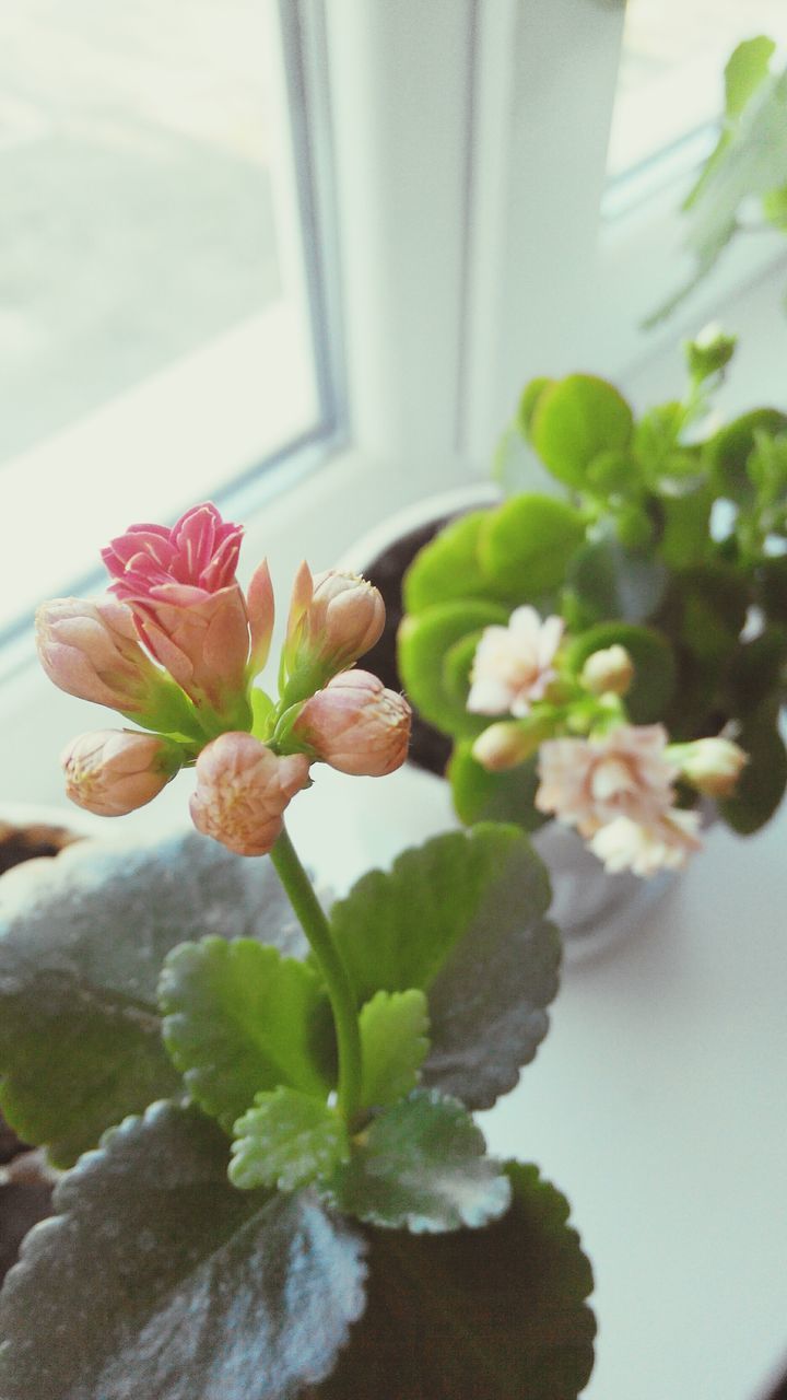 flower, freshness, fragility, growth, plant, petal, indoors, leaf, beauty in nature, close-up, nature, flower head, potted plant, focus on foreground, blooming, stem, home interior, in bloom, no people, day