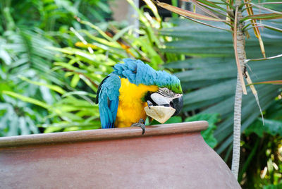 Macaw eating coconut.