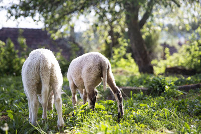 Sheep grazing in a field