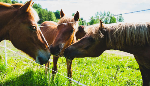 Close-up of horse on field