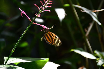 Close-up of butterfly pollinating on flower