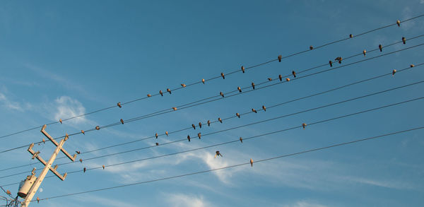 Low angle view of birds perching on cables against blue sky