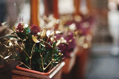 Close-up of potted plant on table