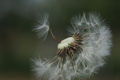 Close-up of dandelion flower