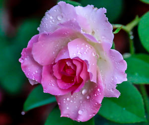 Close-up of water drops on pink rose flower