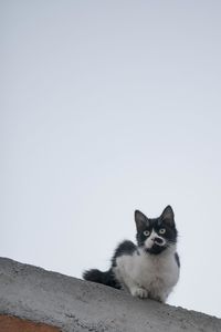 Portrait of cat by wall against clear sky
