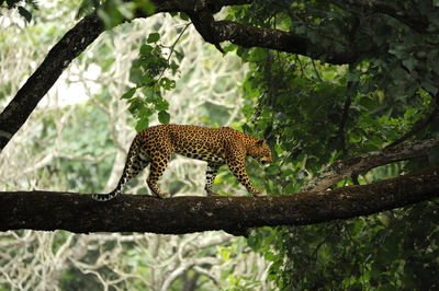 Leopard on tree branch