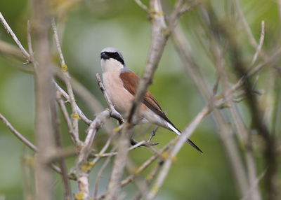 Close-up of bird perching on branch