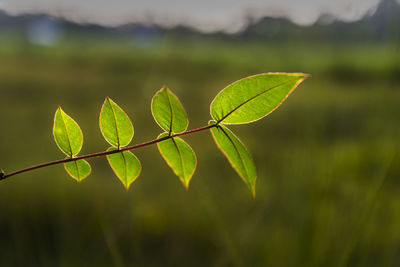 Close-up of green leaves