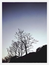 Low angle view of bare trees against clear sky