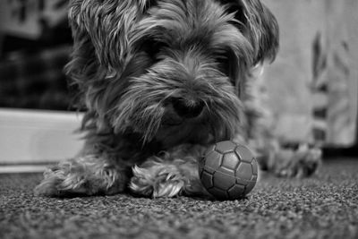 Close-up portrait of dog relaxing on ball at home