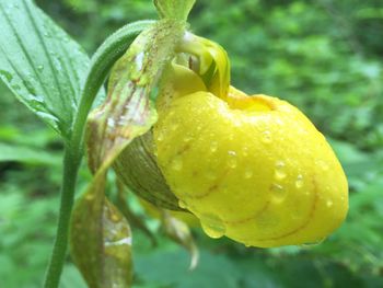 Close-up of yellow flower