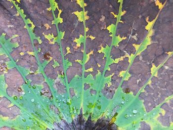 Close-up of leaves growing on plant