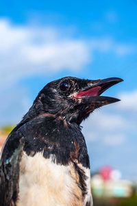 Close-up of an animal