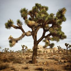 Joshua trees in desert