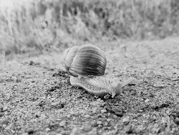 Close-up of snail on field