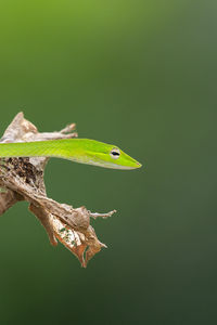 Close-up of lizard on leaf