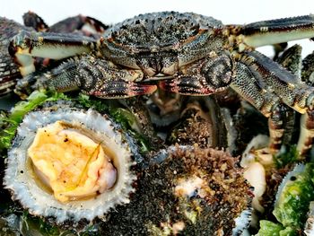 Close-up of crab