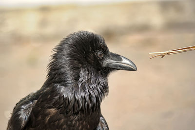 Close-up of a bird looking away