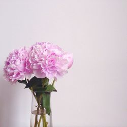 Close-up of flowers over white background