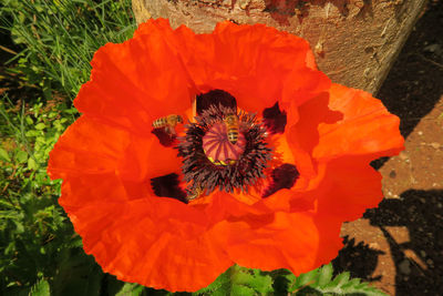 Close-up of red flower