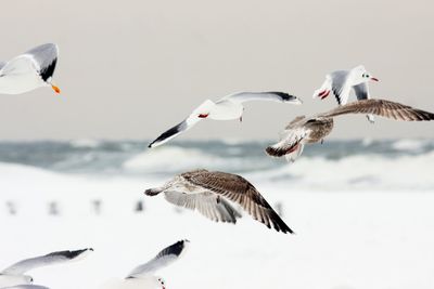 Seagulls flying in the sky