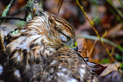 Hawk portrait