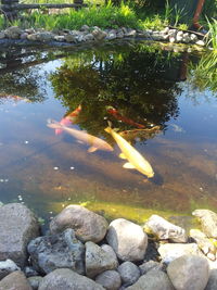 High angle view of koi carps swimming in lake