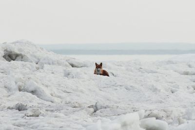 Dog on snow covered shore against sky