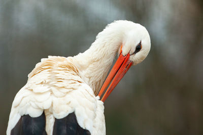 Close-up of bird perching